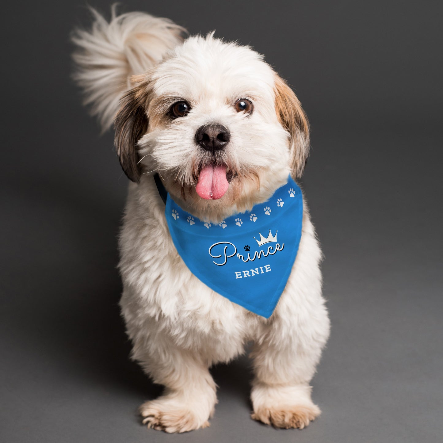 Small terrier type dog modelling a blue Prince Personalised Dog Bandana By Sweetlea Gifts