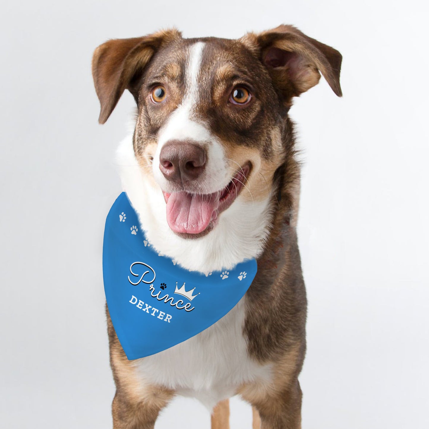 Collie type dog modelling a blue Prince Personalised Dog Bandana By Sweetlea Gifts