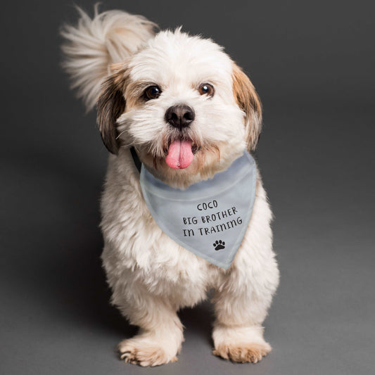 Cute small dog modelling a grey dog bandana personalised with name and big brother in training. By Sweetlea Gifts