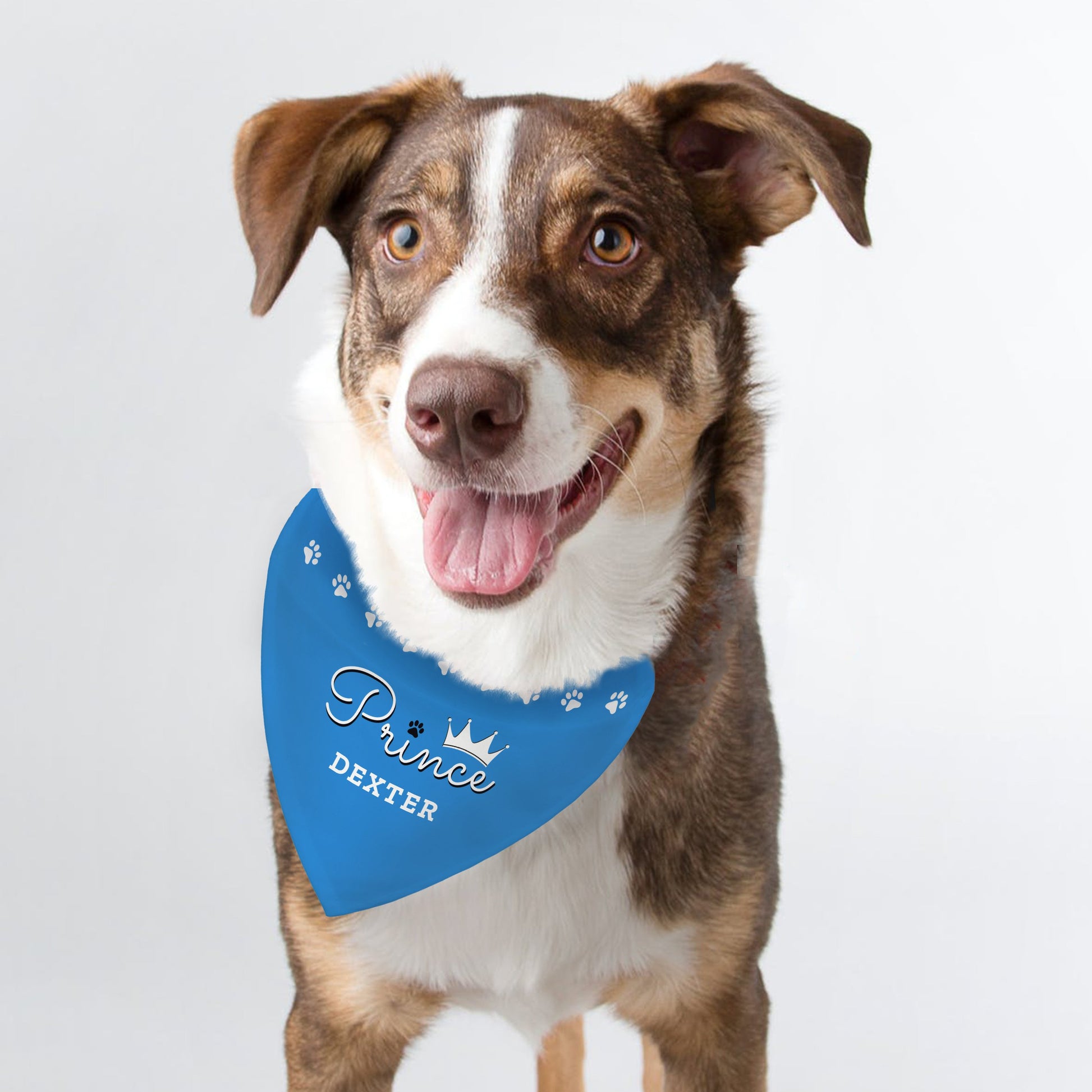 Collie type dog modelling a blue Prince Personalised Dog Bandana By Sweetlea Gifts